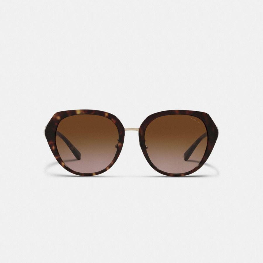 Óculos de Sol COACH Horse And Carriage Oversized Round Feminino Marrom | 75389ZXBK